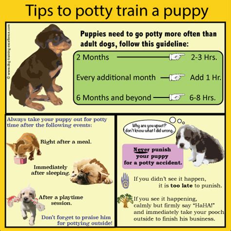 how to potty train a black lab puppy|puppy potty training instructions.